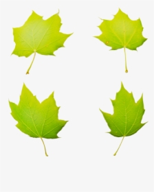 Maple Leaf, HD Png Download, Transparent PNG
