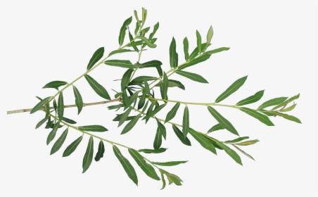 Transparent Fern Leaf Png - Leaves Texture Transparent, Png Download, Transparent PNG