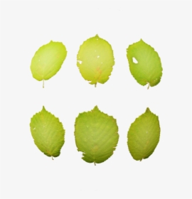 Nopal, HD Png Download, Transparent PNG