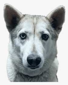 Tamaskan Dog, HD Png Download, Transparent PNG