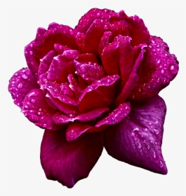 Naturaleza, Flor, Rosa, Jardin, Gotas, Agua - Hybrid Tea Rose, HD Png Download, Transparent PNG
