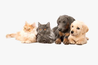 Dogs & Cats - Labrador Retriever, HD Png Download, Transparent PNG