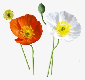 Poppies, Iceland, Stems - Icelandic Poppy Png, Transparent Png, Transparent PNG
