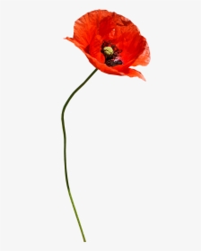 Clip Art Paper Poppies - Poppy Flower Transparent, HD Png Download, Transparent PNG