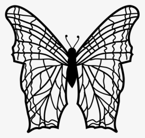 Butterfly With Complex Thin Lines Pattern Wings From, HD Png Download, Transparent PNG