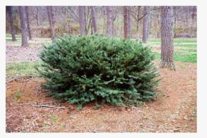 Drupacea - Shrubland, HD Png Download, Transparent PNG