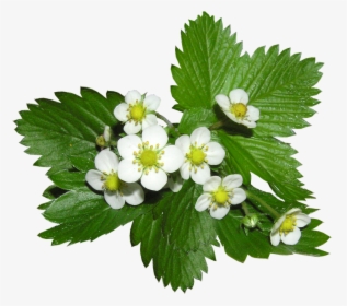 Strawberry Flowers Alpine Ground Cover Plant - Strawberry Flowers Png, Transparent Png, Transparent PNG