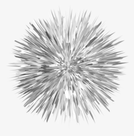 Pine Photography - Drawing Of Sea Urchin, HD Png Download, Transparent PNG