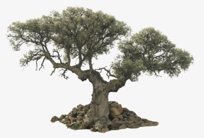 Tree Evergreen Olive Desktop Wallpaper - Olive Tree Png, Transparent Png, Transparent PNG