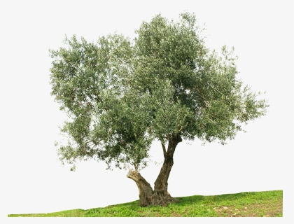 Greek Cuisine Olive Tree Stock Photography Mediterranean - Olive Oil Tree Png, Transparent Png, Transparent PNG