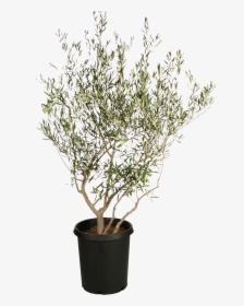 Olive Tree Png - Small Olive Tree Png, Transparent Png, Transparent PNG