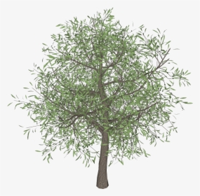 Olive Tree Png 3darcstudio 3d Tree Maker - Olive Tree Transparent Png, Png Download, Transparent PNG