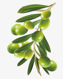 Olive - Olive Tree Png, Transparent Png, Transparent PNG