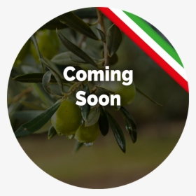 Transparent Olive Tree Png - Bigger An Better Things, Png Download, Transparent PNG