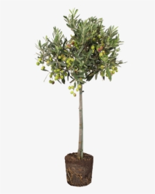 Olive - Indoor Tree In Pot, HD Png Download, Transparent PNG