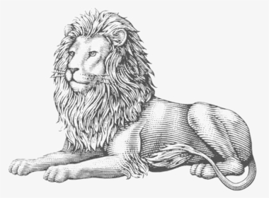 Lion Lion Is A Lover - Illustration, HD Png Download, Transparent PNG