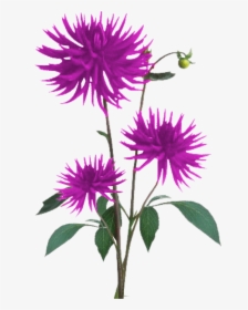 Aster Png Free Download - Flower Plant Texture Png, Transparent Png, Transparent PNG