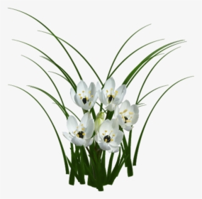Com Sorted, Flowers Texture - Flower Texture Png, Transparent Png, Transparent PNG
