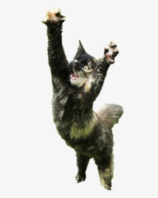 #cat #paws - Cat Yawns, HD Png Download, Transparent PNG