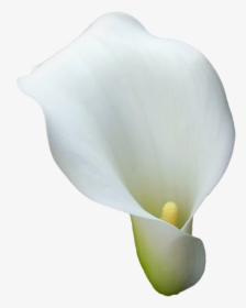 Lily Transparent Calla - Zantedeschia Aethiopica Texture, HD Png Download, Transparent PNG