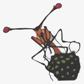 Stalk-eyed Fly Clipart, HD Png Download, Transparent PNG