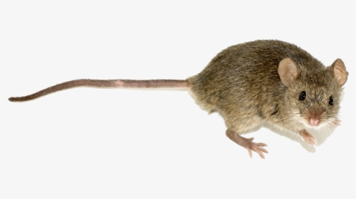 Mus Musculus, HD Png Download, Transparent PNG