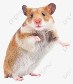 Hamsters Little Mouse - Hamster Png, Transparent Png, Transparent PNG