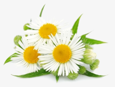 Chamomile Hd Png - Camomila Romana, Transparent Png, Transparent PNG