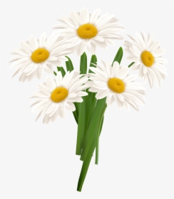 White Camomile Png - Chamomile Png Format, Transparent Png, Transparent PNG