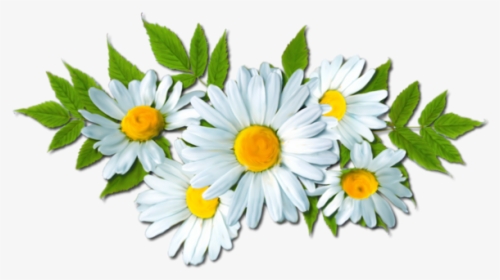 Camomile Png Picture - Camomile Png, Transparent Png, Transparent PNG