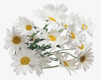 Chamomile Png Transparent Images - Chamomile Transparent, Png Download, Transparent PNG
