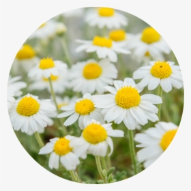 Roman Chamomile Flower, HD Png Download, Transparent PNG