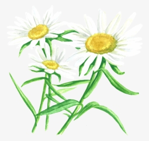 Transparent Chamomile Png - Oxeye Daisy, Png Download, Transparent PNG