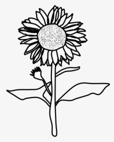 Sunflower, Black And White, Png - Sunflower Black And White Png, Transparent Png, Transparent PNG