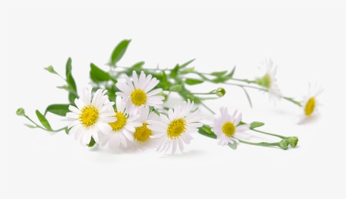Chamomile, HD Png Download, Transparent PNG