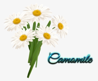 Camomile Transparent - Flower In Vase Clipart, HD Png Download, Transparent PNG