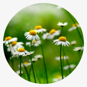 かわいい カモミール の 花, HD Png Download, Transparent PNG