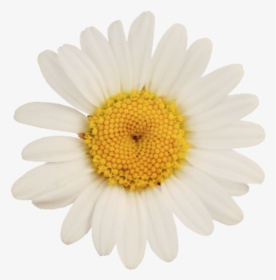 German Chamomile Oxeye Daisy Flower - Oxeye Daisy, HD Png Download, Transparent PNG