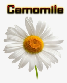 Camomile Png Hd - Chamomile Transparent Background, Png Download, Transparent PNG