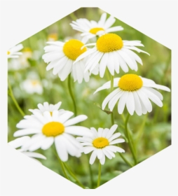 Chamomile Extract, HD Png Download, Transparent PNG
