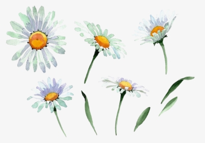Chamomile Transparent Background - Watercolor Chamomile Png, Png Download, Transparent PNG