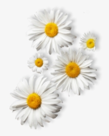 Dummy - Camomile, HD Png Download, Transparent PNG