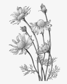 Roman Chamomile Essential Oils And Products - Wild Flower Hand Draw, HD Png Download, Transparent PNG