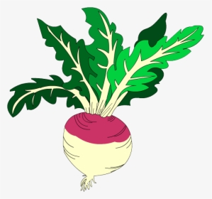 Giant Clipart Turnip, HD Png Download, Transparent PNG