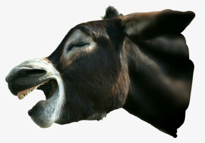 #freetoedit #donkey #mule #farm @april-b @marcelabarabasova - Burro, HD Png Download, Transparent PNG