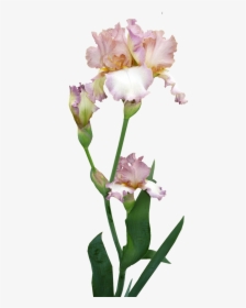 Transparent Iris Flower Png - Iris Bouquet Transparent Background, Png Download, Transparent PNG