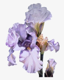 Orris Root Clip Art Irises Flower Gif - Arleta Pech, HD Png Download, Transparent PNG