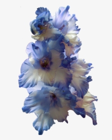 Gladiolus Png Transparent Image - Blue Gladiolus Png, Png Download, Transparent PNG