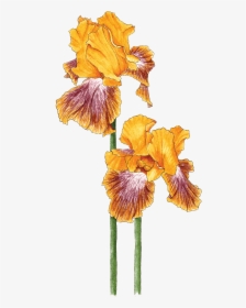 Bearded Iris - Iris, HD Png Download, Transparent PNG