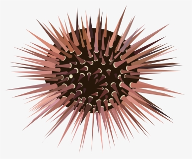 Sea Urchin - Free Sea Urchin Clipart, HD Png Download, Transparent PNG
